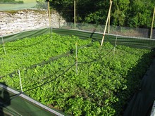 Plantation de la végétation