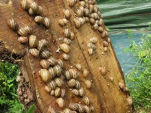 Les escargots dans les parcs