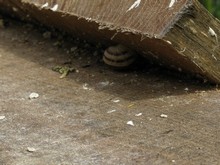 Un escargot caché sous une planche