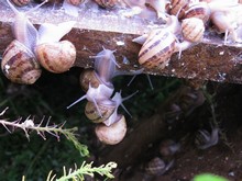 Solidarité entre escargots